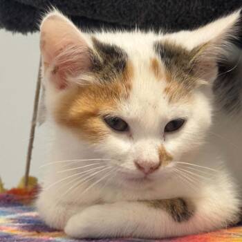 Andrea -  American Shorthair Cat for Adoption in Bethel, Connecticut - Andrea | PetCurious