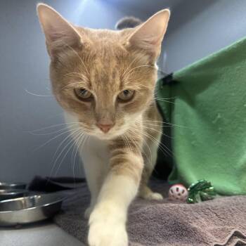 Domestic Short Hair Cats Available for Adoption - Mikey | PetCurious