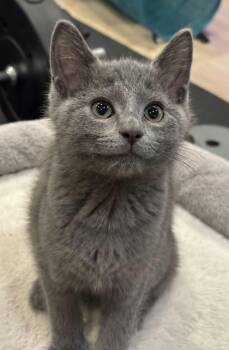 Frilled -  Domestic Short Hair Cat for Adoption in Martinsville, Indiana - Frilled | PetCurious
