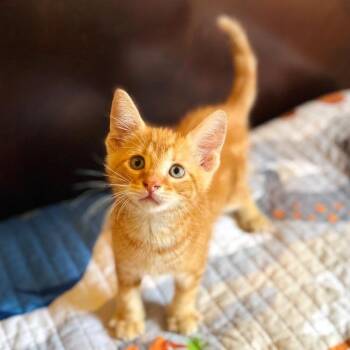 Domestic Short Hair Cats Available for Adoption in Brownsboro, Alabama - Axl | PetCurious
