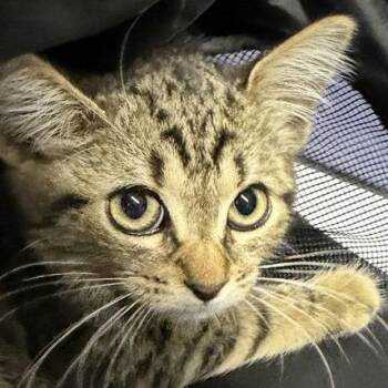 Mousse -  Domestic Short Hair Cat for Adoption in New York, New York - Mousse | PetCurious