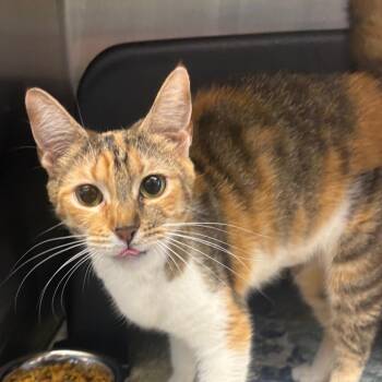 Lioness -  Domestic Short Hair Cat for Adoption in Morganton, North Carolina - Lioness | PetCurious