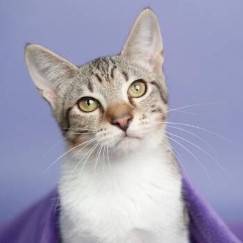 Domestic Short Hair and Tabby Cats Available for Adoption - Quince Bard | PetCurious