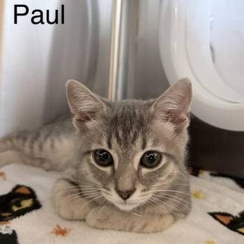 Paul -  Domestic Short Hair Cat for Adoption in Knoxville, Tennessee - Paul | PetCurious
