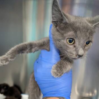 Haze -  Domestic Short Hair Cat for Adoption in Greensboro, North Carolina - Haze | PetCurious