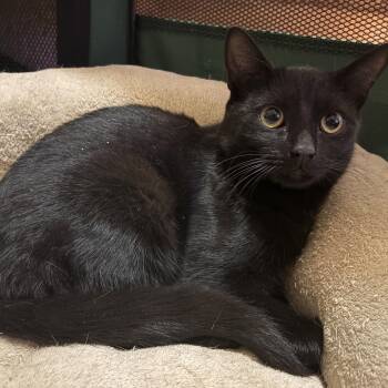 Rescue American Shorthair Cats for Adoption - Chapstick | PetCurious