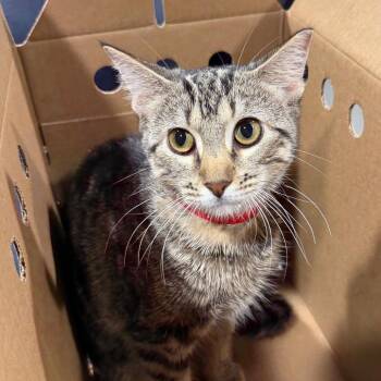 Manda -  Domestic Short Hair Cat for Adoption in Tampa, Florida - Manda | PetCurious