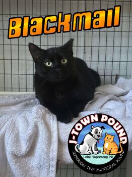 Domestic Short Hair Cats Available for Adoption - Blackmail | PetCurious
