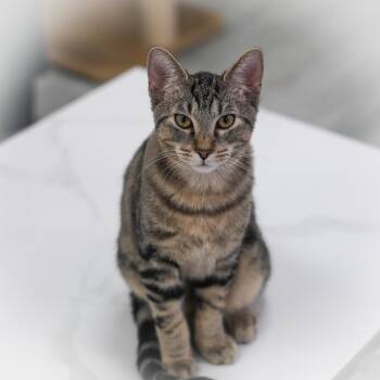 Rescue Domestic Short Hair Cats for Adoption in St. Augustine, Florida - Stryker | PetCurious
