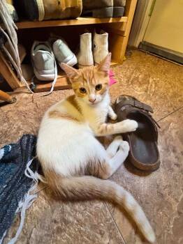 Duotang Daisy -  Domestic Short Hair Cat for Adoption in Winnipeg, Manitoba - Duotang Daisy | PetCurious
