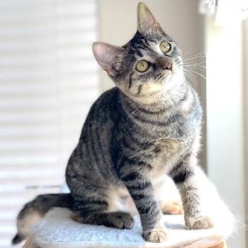 Dolly Purrton -  Tabby and Domestic Short Hair Cat for Adoption in Friendswood, Texas - Dolly Purrton | PetCurious