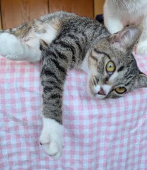 Rescue Domestic Short Hair Cats for Adoption in Mokena, Illinois - Sweet Nancy | PetCurious