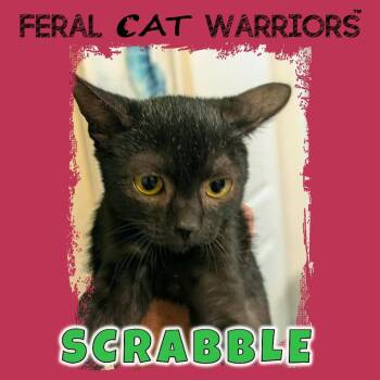 Scrabble -  Domestic Short Hair Cat for Adoption in Kingman, Arizona - Scrabble | PetCurious