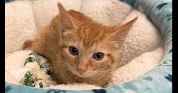 Sunny -  Tabby and Domestic Medium Hair Cat for Adoption in Richardson, Texas - Sunny | PetCurious