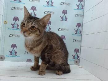 A602871 -  Domestic Short Hair Cat for Adoption in Orlando, Florida - A602871 | PetCurious