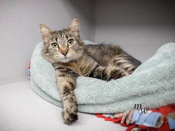 Domestic Short Hair Cats Available for Adoption in Omaha, Nebraska - GOOSE | PetCurious