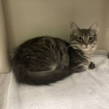 Rescue Domestic Medium Hair Cats for Adoption in St. Helena, California - Snap | PetCurious