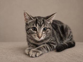 32101 -  Domestic Short Hair Cat for Adoption in Austin, Texas - 32101 | PetCurious