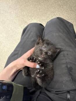 Azalea -  Domestic Short Hair Cat for Adoption in Lafayette, Indiana - Azalea | PetCurious