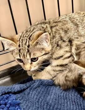 June and Raven -  Domestic Short Hair Cat for Adoption in Bothell, Washington - June And Raven | PetCurious