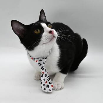 Tuxedo Cats Available for Adoption - Rhett Butler (Ready To Be Your Best Friend) | PetCurious