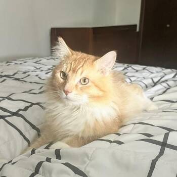 Domestic Long Hair Cats Available for Adoption - Dexter | PetCurious