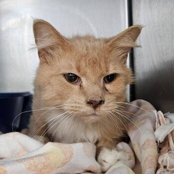 Crash -  Domestic Short Hair Cat for Adoption in Idaho Falls, Idaho - Crash | PetCurious