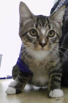 Rescue Domestic Short Hair Cats for Adoption in Dayton, Minnesota - Mittens | PetCurious