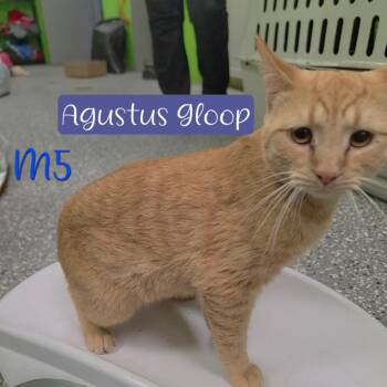 Augustus Gloop -  Domestic Short Hair Cat for Adoption in Parkersburg, West Virginia - Augustus Gloop | PetCurious