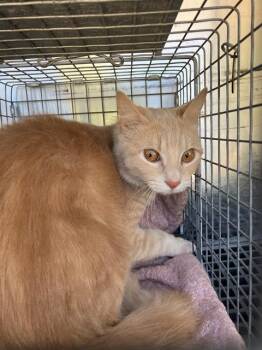 CHI CHI GATO AMARILLO -  Domestic Short Hair Cat for Adoption in Dallas, Texas - CHI CHI GATO AMARILLO | PetCurious
