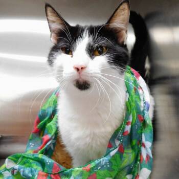 Rescue Domestic Short Hair Cats for Adoption in Canton, Illinois - Cher | PetCurious