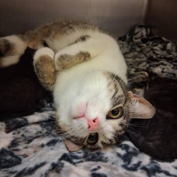 Domestic Short Hair Cats Available for Adoption in Middlebury, Vermont - Cha-Cha | PetCurious