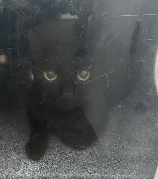 BELDAM -  Domestic Short Hair Cat for Adoption in Dallas, Texas - BELDAM | PetCurious