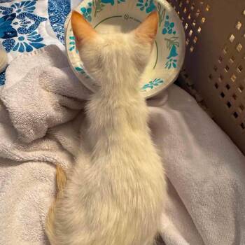 Phoenix -  Siamese and Domestic Short Hair Cat for Adoption in Madison, Wisconsin - Phoenix | PetCurious