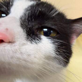 Domestic Short Hair Cats Available for Adoption - Piggy | PetCurious