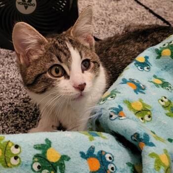Domestic Short Hair Cats Available for Adoption - Billy Starkey | PetCurious