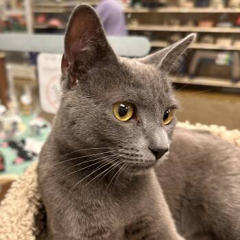 Baby -  Domestic Short Hair Cat Available for Adoption in Maple Shade, New Jersey - Baby | PetCurious