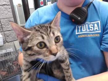 PARAMOR -  Domestic Short Hair Cat for Adoption in Tulsa, Oklahoma - PARAMOR | PetCurious