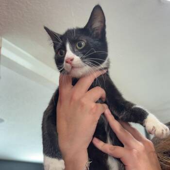 Izzy -  Domestic Short Hair Cat for Adoption in Livingston, Texas - Izzy | PetCurious