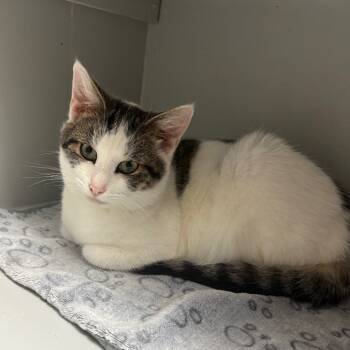 Rescue American Shorthair Cats for Adoption in Greenfield, Indiana - Rainier | PetCurious