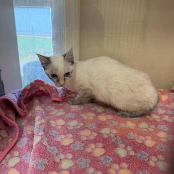 TUSC-Stray-85447_2 -  Domestic Short Hair Cat for Adoption in Tuscaloosa, Alabama - TUSC-Stray-85447_2 | PetCurious