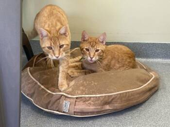 Steve -  Domestic Short Hair Cat for Adoption in Trenton, Maine - Steve | PetCurious