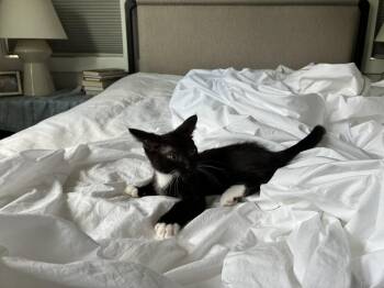 Georgie -  Domestic Short Hair Cat for Adoption in Nashville, Tennessee - Georgie | PetCurious