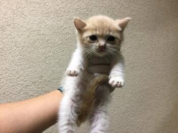 A1921898 -  Domestic Short Hair Cat for Adoption in Riverside, California - A1921898 | PetCurious