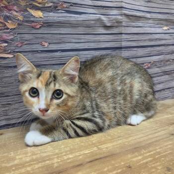 Nellie -  Domestic Short Hair Cat for Adoption in Normal, Illinois - Nellie | PetCurious