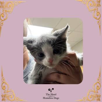 Magenta -  Domestic Medium Hair Cat for Adoption in Cumberland, Rhode Island - Magenta | PetCurious