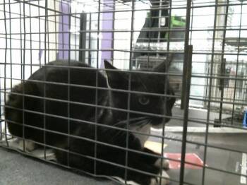 Domestic Short Hair Cats Available for Adoption in Houston, Texas - A2066374 | PetCurious