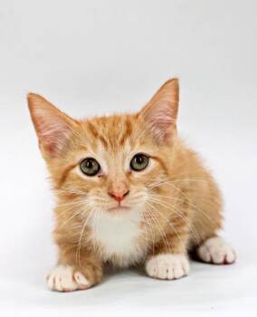 Cheddar Bob -  Domestic Short Hair Cat Available for Adoption in Morton Grove, Illinois - Cheddar Bob | PetCurious