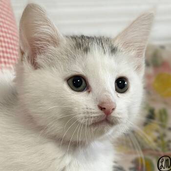 Circe -  Domestic Short Hair Cat for Adoption in Victor, New York - Circe | PetCurious