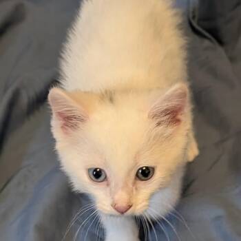 Rescue Siamese and Domestic Medium Hair Cats for Adoption in Granville, Ohio - Alfalfa | PetCurious
